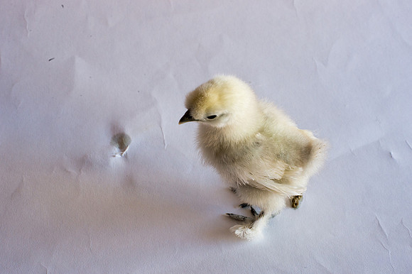 My Pet Chicken-30