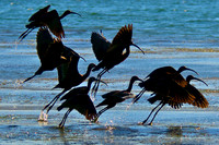 Curlew, Lake Mead