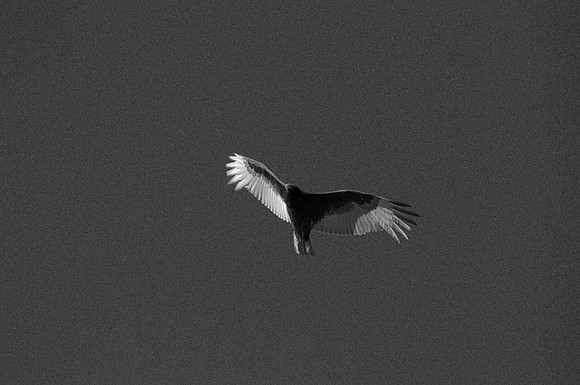 _DSC5262