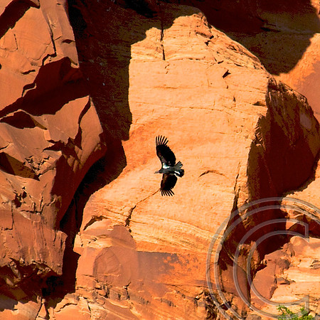 Condor, Vermillion Cliffs