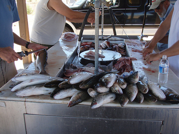 Filleting Stripers at Lake Mead, Nevada