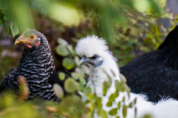 Free Range Suberban Chickens-2