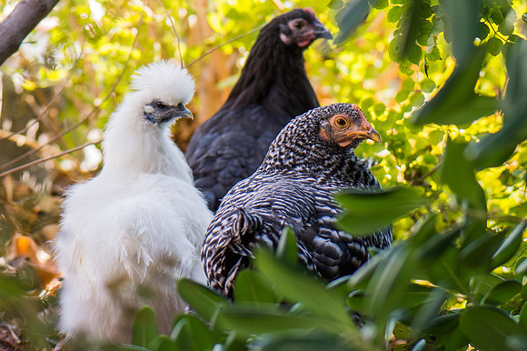 Free Range Suberban Chickens-3