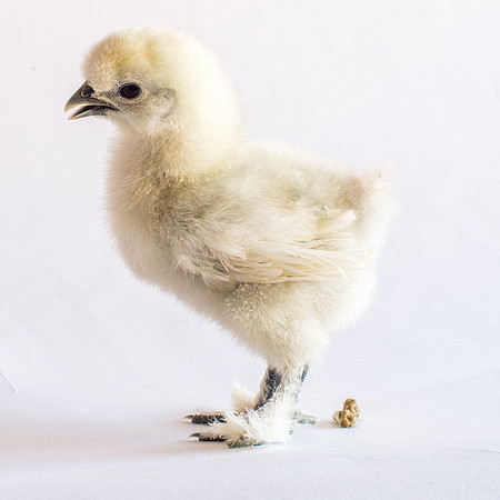 My Pet Chicken-33
