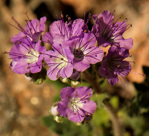 Death Valley Phacelia