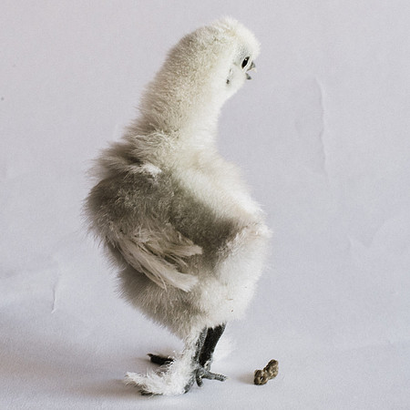 My Pet Chicken-28