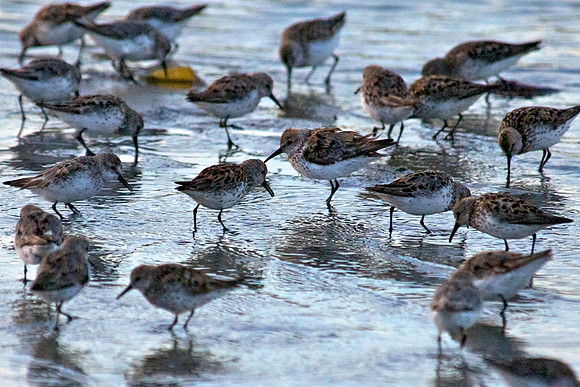 San Diego River Wetlands, California