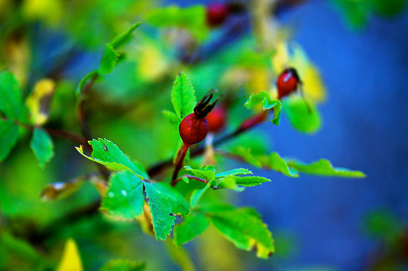 _DSC3977