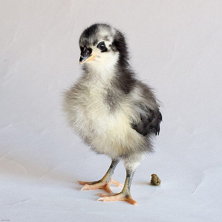My Pet Chickens-1-2