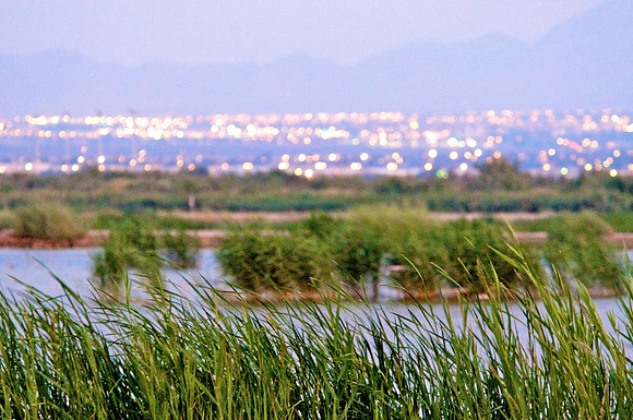 Las Vegas Wash Wetlands, Nevada