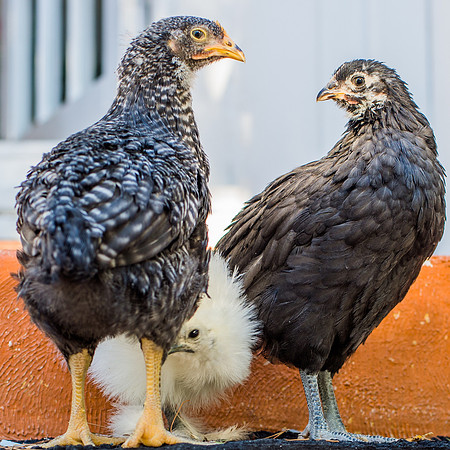 My Pet Chicken-42
