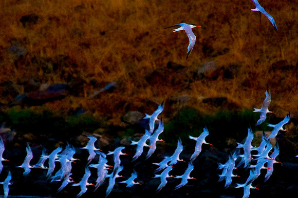 San Diego River Wetlands, California
