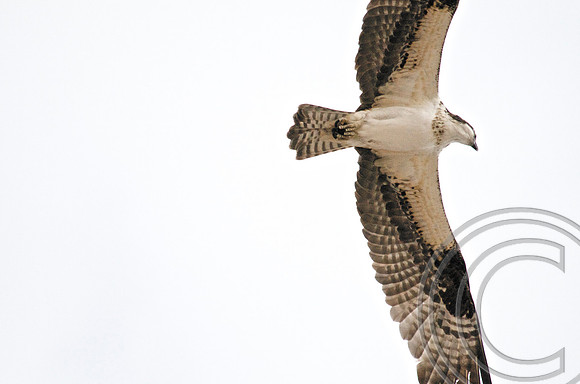 Osprey, Lake Mead