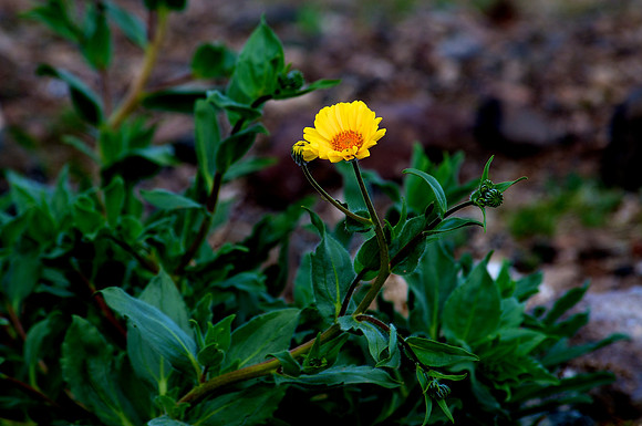 Sacatone Wash, Nevada