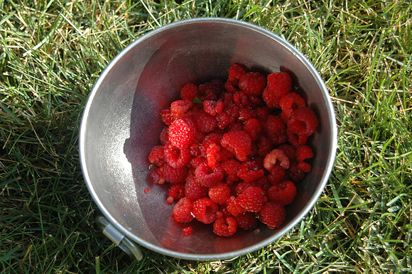 Iowa Raspberries
