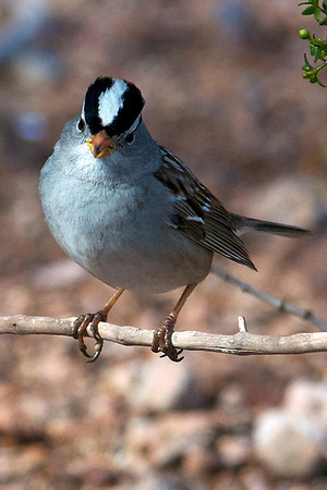 Unknown, Lake Mead