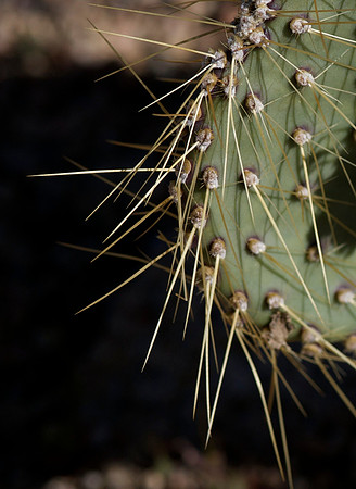 Mojave Preserve, California
