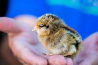 My Pet Chicken-3