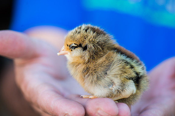 My Pet Chicken-3