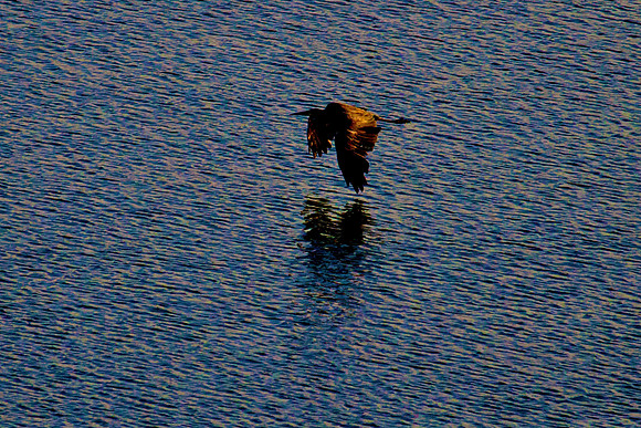 Great Blue Heron, Lake Mead