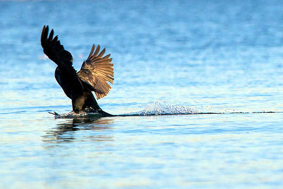Double Crested Cormorant, Lake Mead Nevada