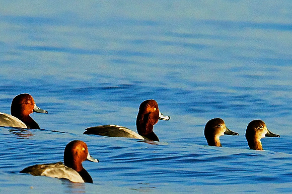 Red Head Duck, Lake Mead Nevada