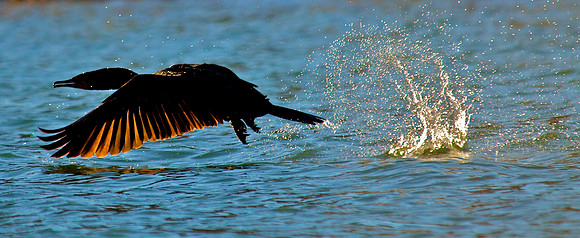 Double Crested Cormorant, Lake Mead