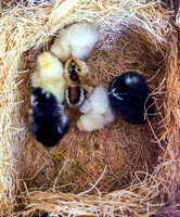 My Pet Chicken-1