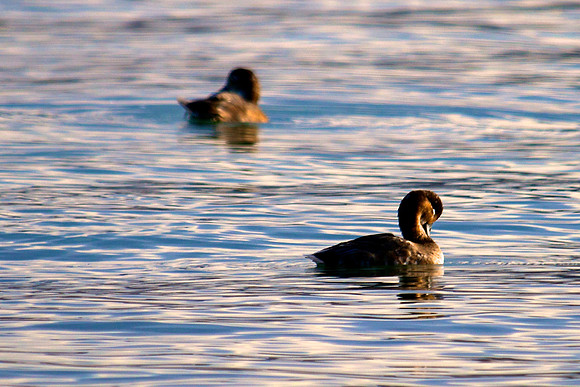 Red Head, Lake Mead