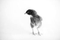 My Pet Chicken-13