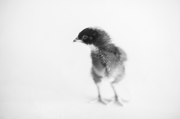 My Pet Chicken-13