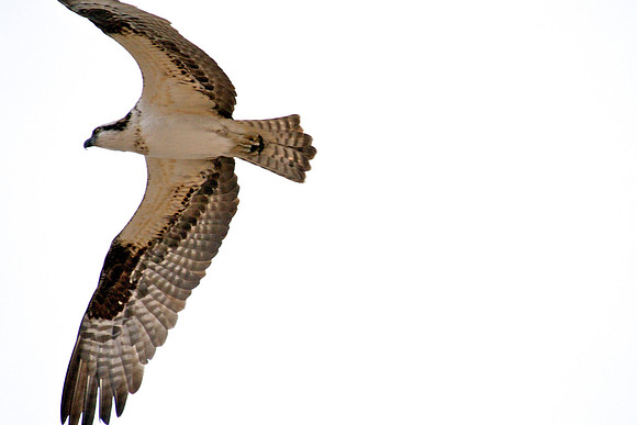 Osprey, Lake Mead