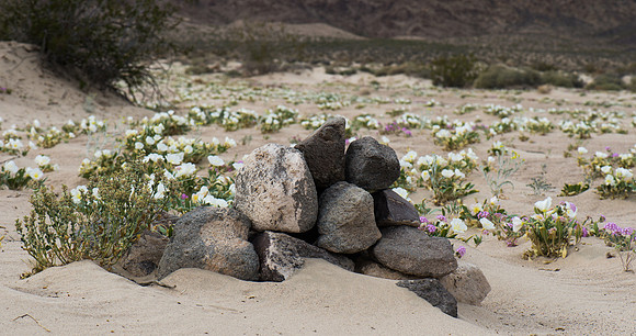 Mojave Road Trip 3.20.16-221