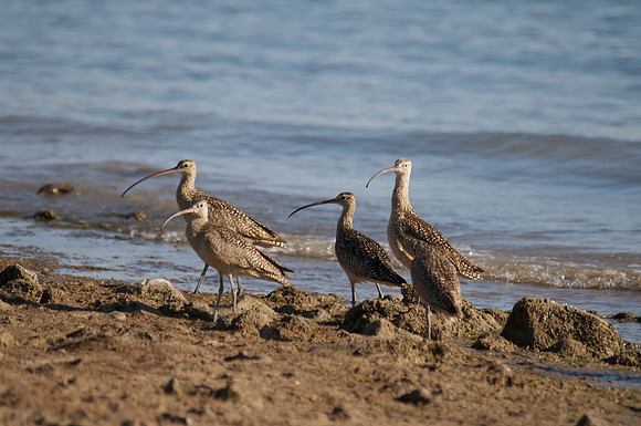 Long Billed Curlew, Lake Mead