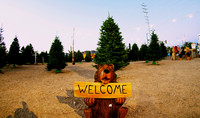 BC Christmas Tree Lot 2013