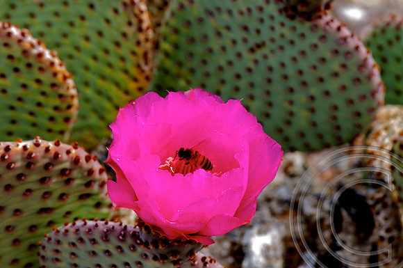 Beavertail Cactus, Lake Shore, Lake Mead Nevada