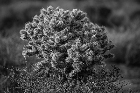 Mojave Road Trip 3.20.16-65
