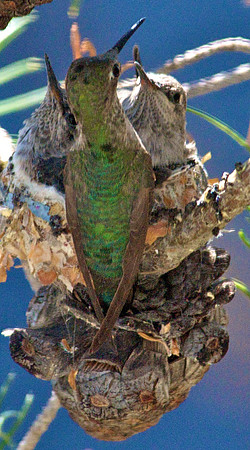 Calliope Hummingbird With Chicks, Boulder City Nevada