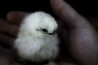 My Pet Chicken-8