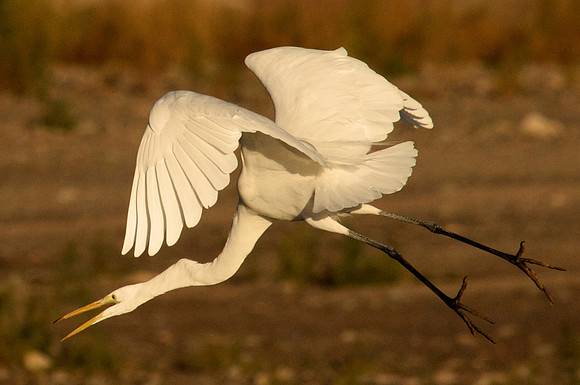 Great Egret, Lake Mead