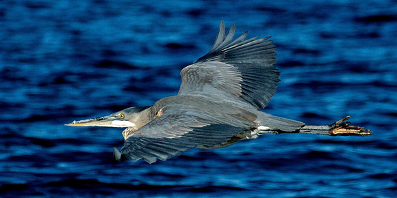 Great Blue Heron, Lake Mead
