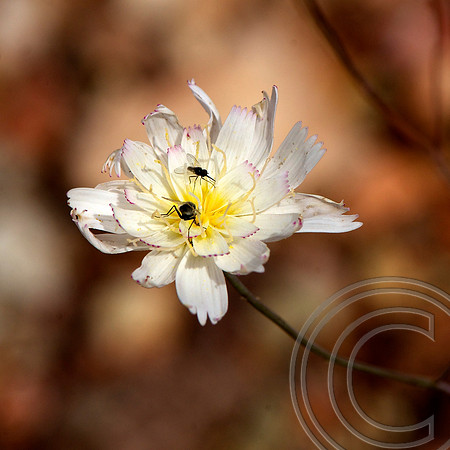 Spring Flower, North Shore Rd., Lake Mead  Nevada