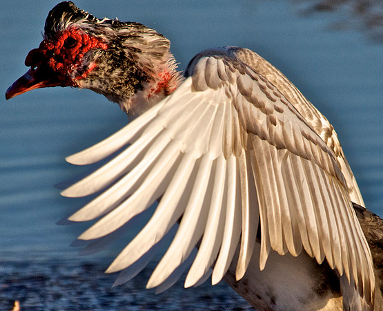 Weird Duck, Lake Mead