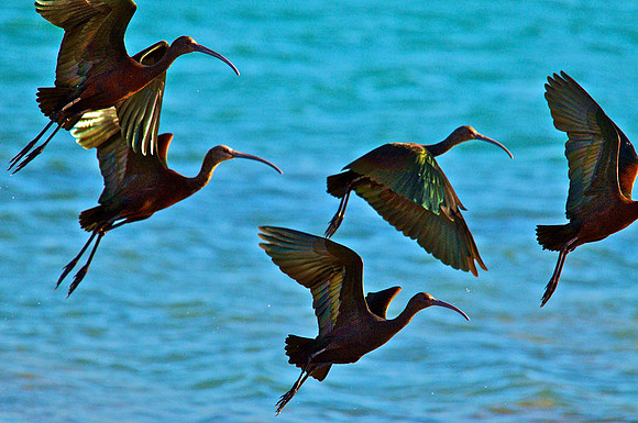 Curlew, Lake Mead Nevada