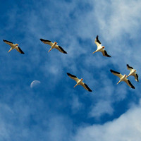 American White Pelicans, Lake Mead Nevada