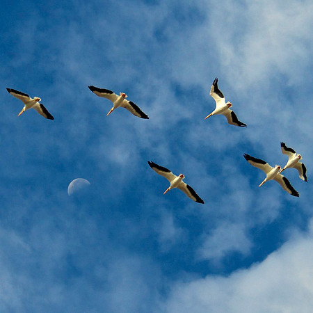 American White Pelicans, Lake Mead Nevada