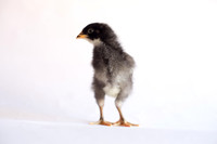My Pet Chicken-14
