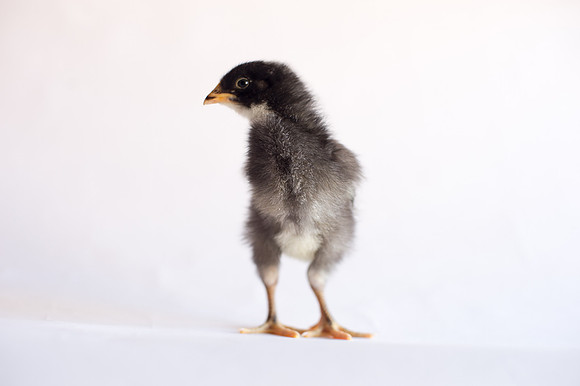 My Pet Chicken-14