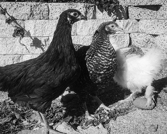 My Pet Chicken-53
