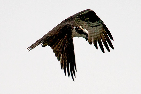 Osprey, Lake Mead